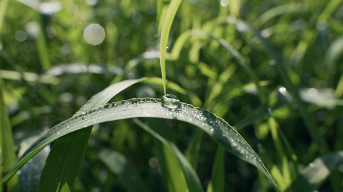 蜗牛,露水,清晨,阳光,早上,昆虫