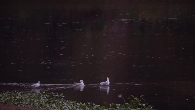 三只鸭子在水中嬉戏