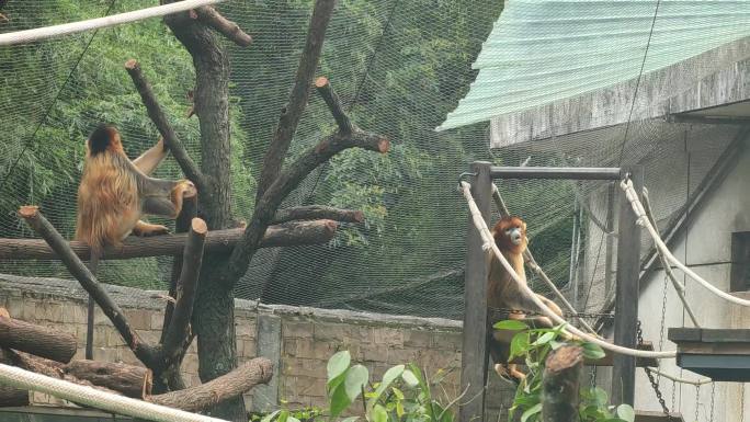 四川省成都市动物园川金丝猴