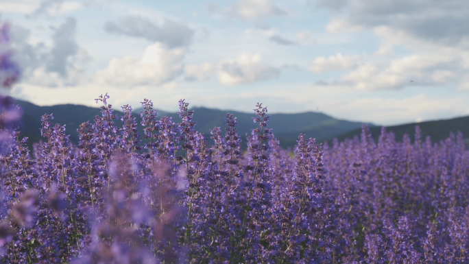 薰衣草花海