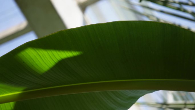 香蕉树芭蕉树