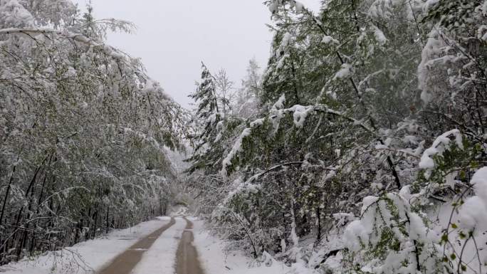 大兴安岭春季极端天气降雪森林雪路