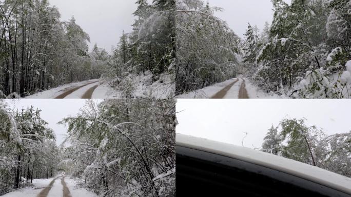 大兴安岭春季极端天气降雪森林雪路