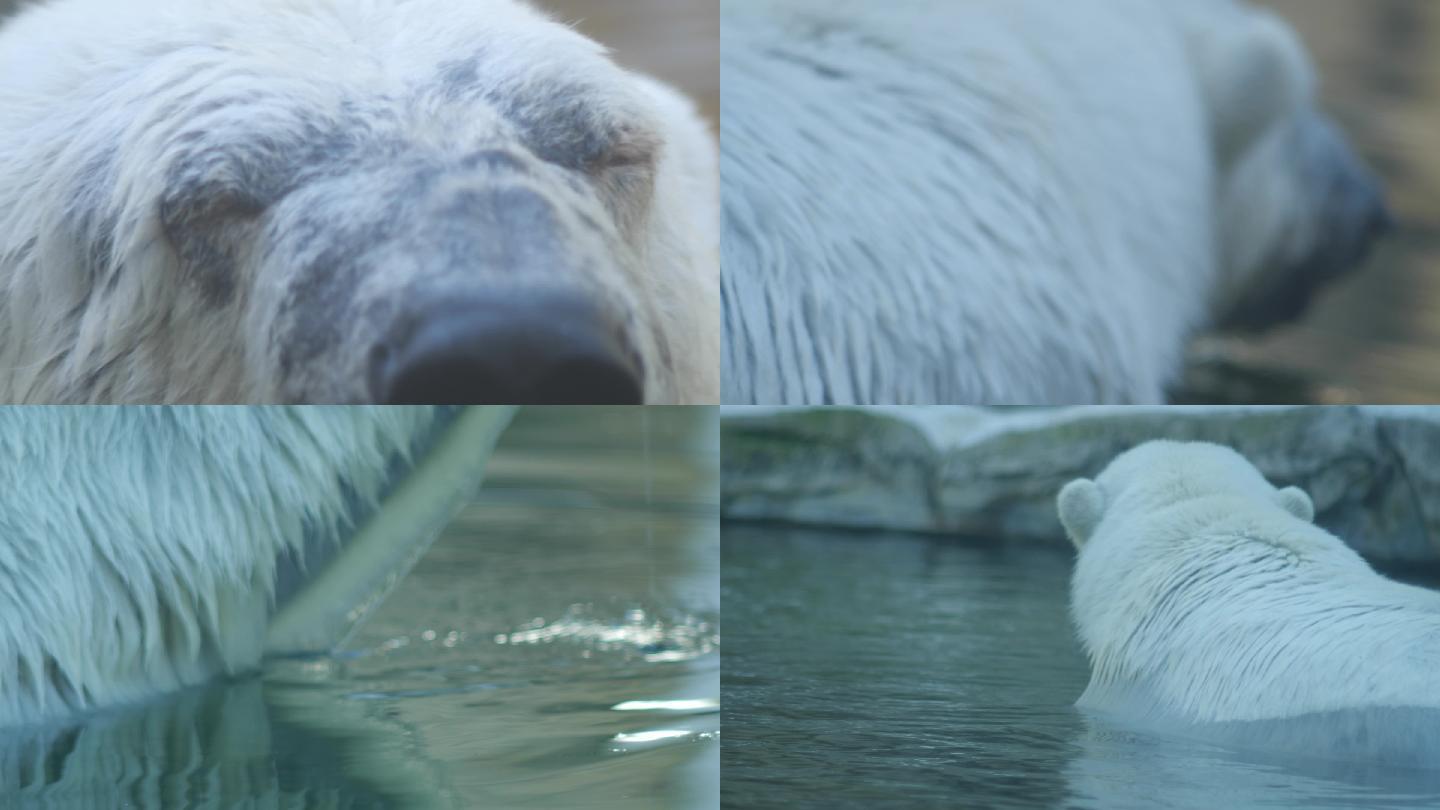 北极熊