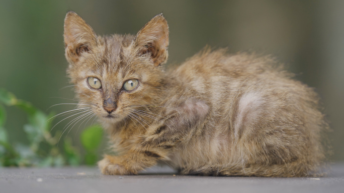 小猫和母猫