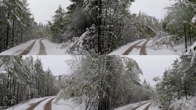 大兴安岭春季极端天气降雪森林雪路