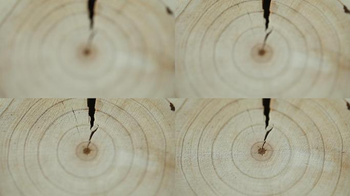 木头的截面年轮