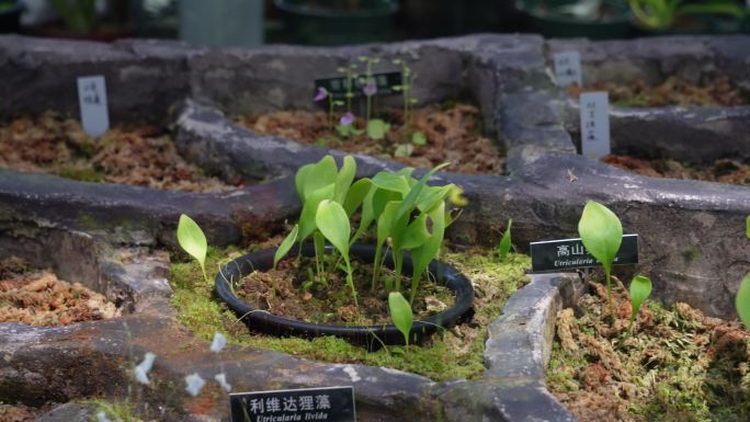 苔藓热带植物捕蝇草雨林造景 (4)