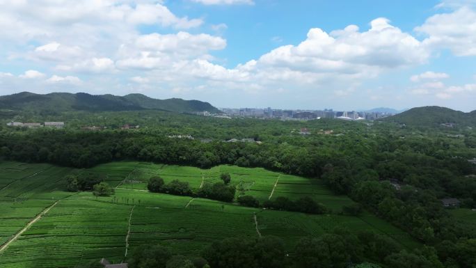 航拍蓝天白云下的西湖龙井茶园