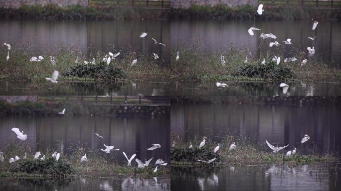 一群白鹭湖泊滩涂湿地候鸟觅食栖息地