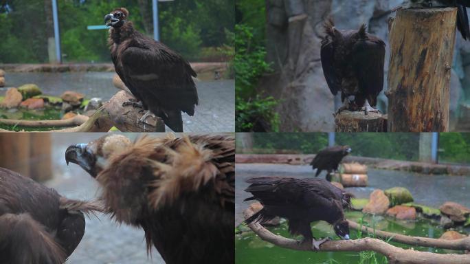 秃鹫、猛禽、食腐动物、野生动物