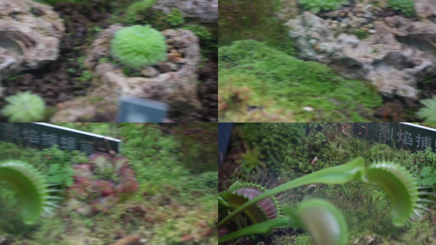 苔藓热带植物捕蝇草雨林造景 (6)