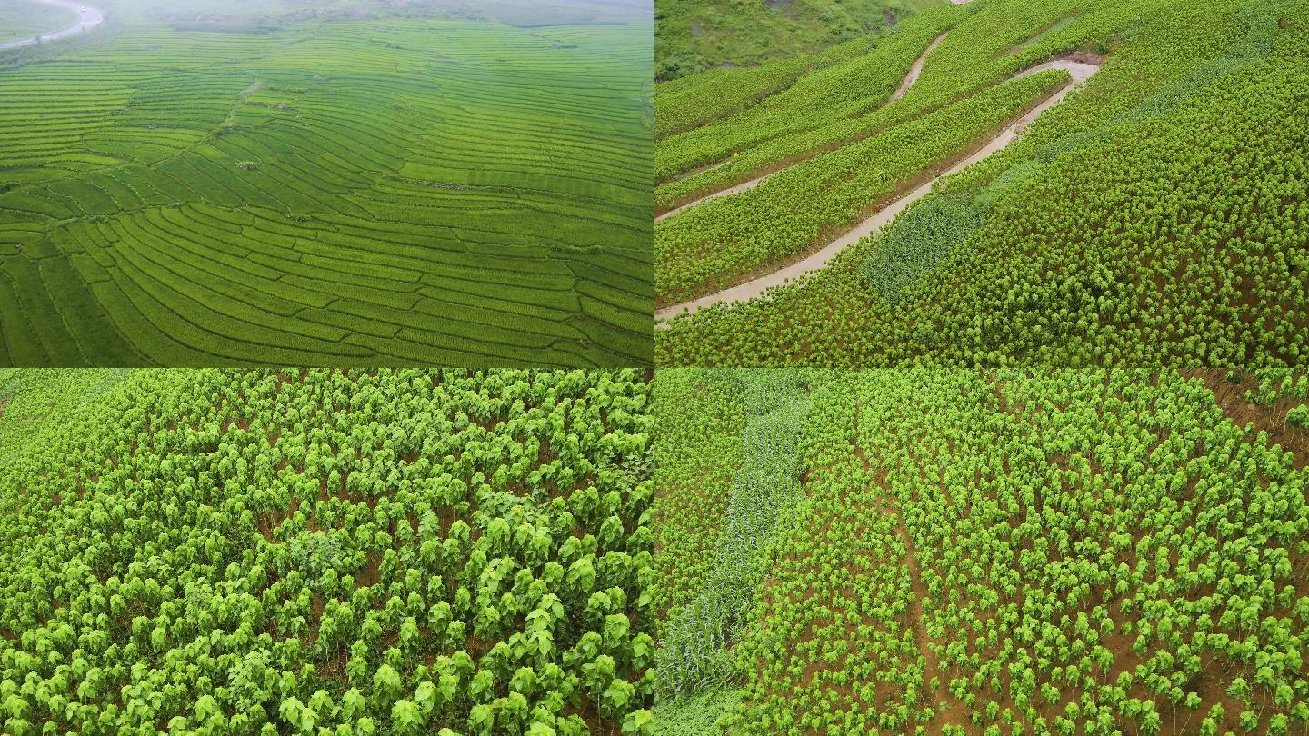 普格县蚕桑基地航拍 丝绸 养蚕