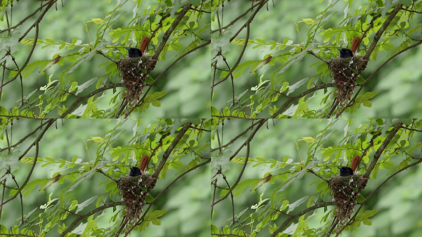 雌绶带鸟抱窝孵蛋大自然生态美景栖息森林树