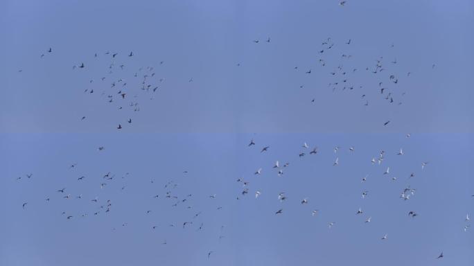 【4K原创】一群鸽子飞翔