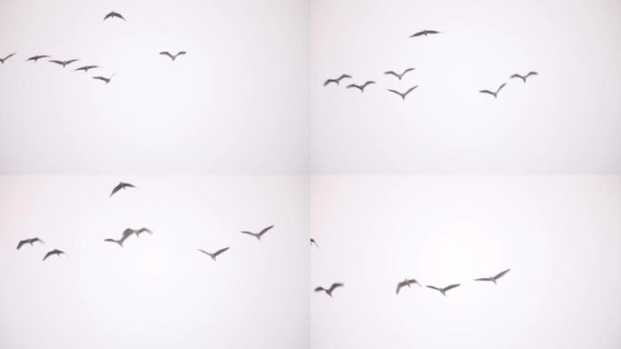 一群白鹭在空中飞翔