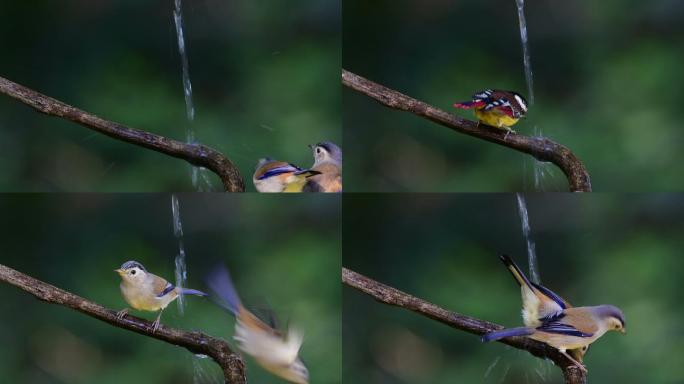 鸟栖息地戏水喝水