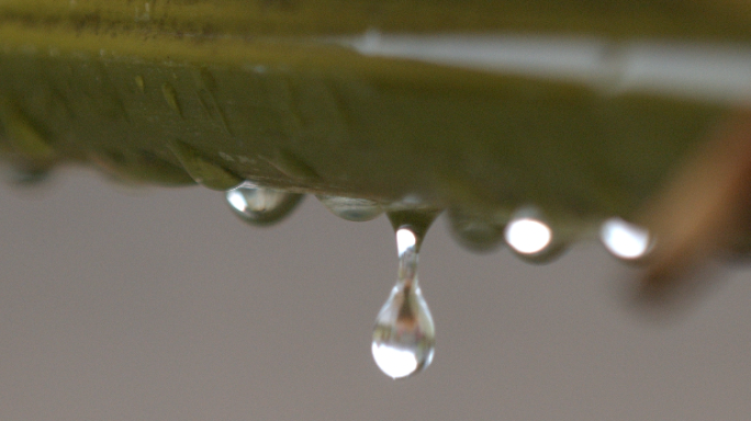 春雨竹子滴水滴