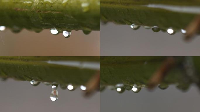 春雨竹子滴水滴