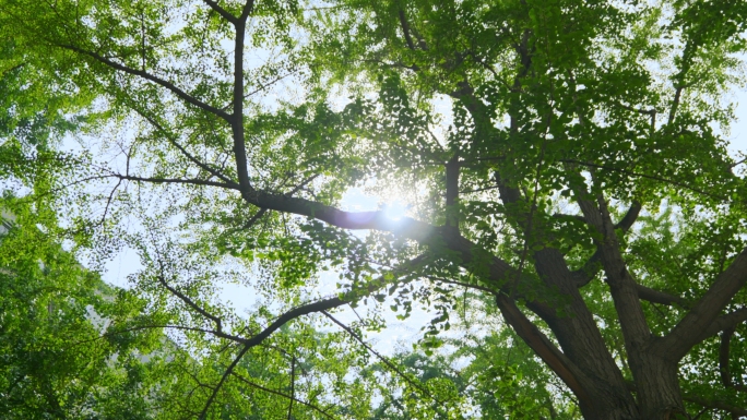 树林环保草坪光晕逆光夏至阳光透过树叶毕业