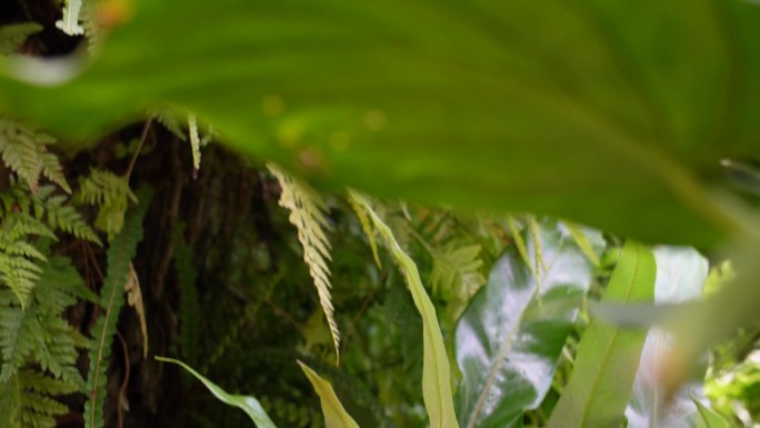 热带植物雨林植物多肉植物蕨类被子植物