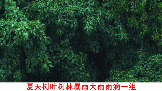 夏天大树树叶下雨雨滴雨打芭蕉竹叶视频素材
