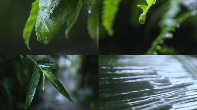 夏天大树树叶下雨雨滴雨打芭蕉竹叶视频素材