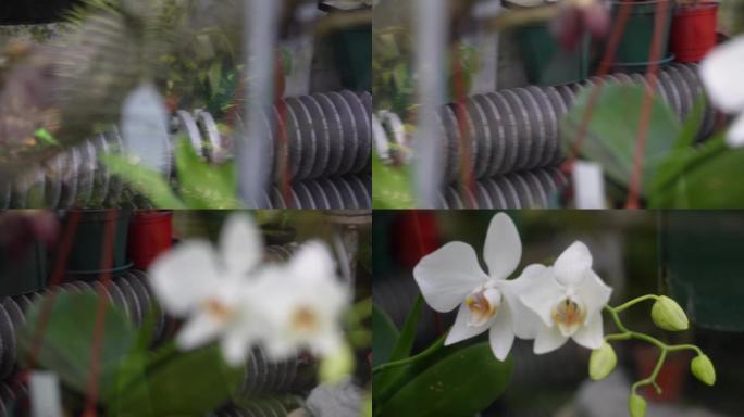 苔藓热带植物捕蝇草雨林造景 (2)