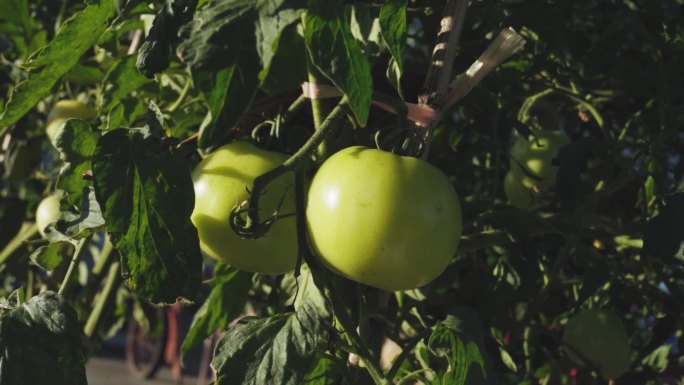 番茄 特写 升格 未成熟的西红柿