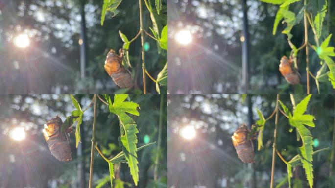 夏天炎热知了壳蝉蜕中药材早晨阳光穿过树林