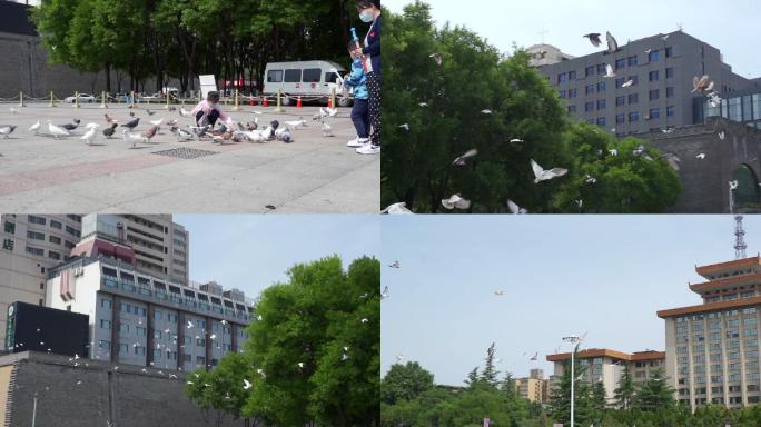 西安新城广场一群鸽子飞起3 陕西省政府
