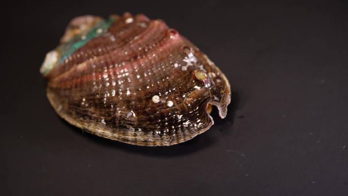 生鲜鲍鱼壳甲壳贝类