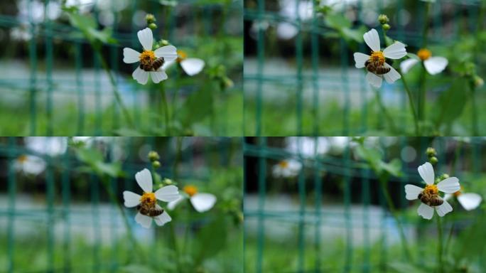 蜜蜂采野花