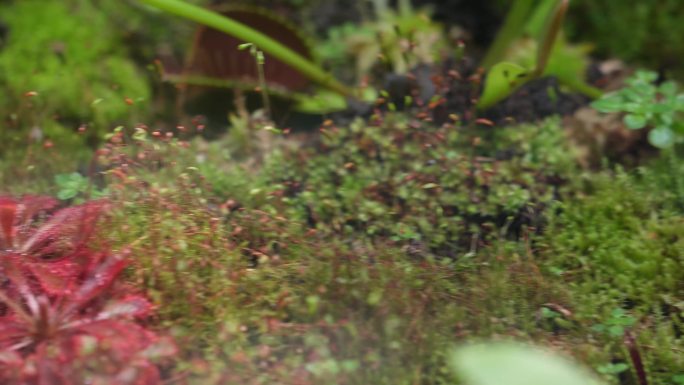 苔藓热带植物捕蝇草雨林造景 (1)