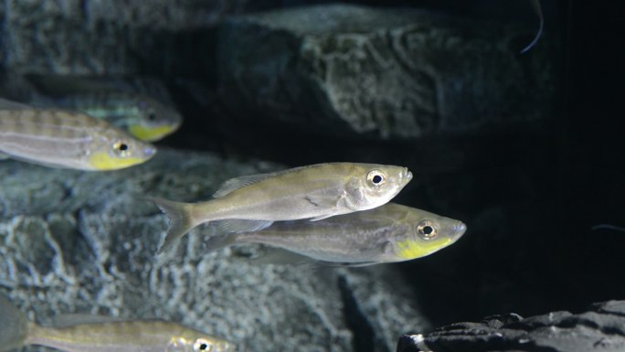 鱼水产动物鱼类生活鱼的习性