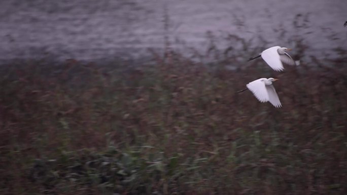 一群白鹭候鸟觅食栖息地滩涂湿地