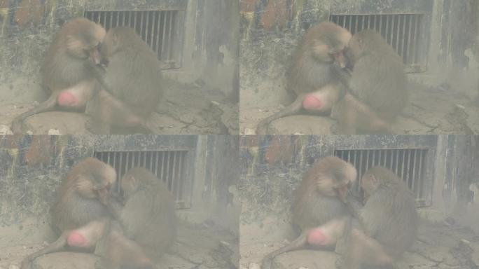 四川省成都市动物园阿拉伯狒狒