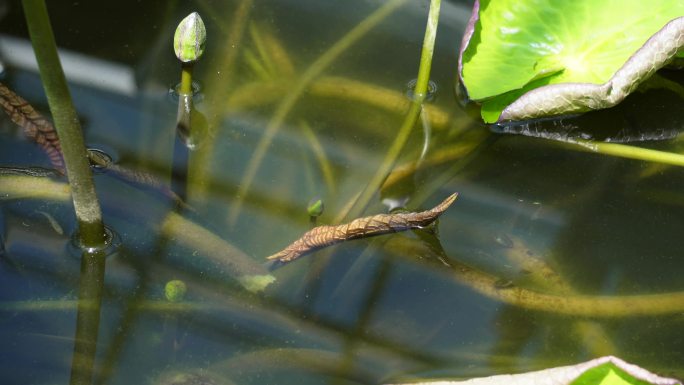 小鱼穿梭莲花池荷花池