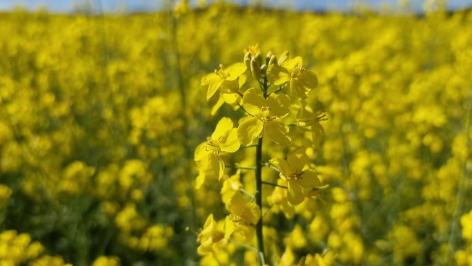 油菜 油菜籽场 农业 春天 油菜开花