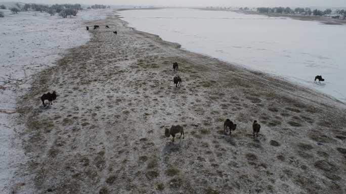 小天鹅湖雪中骆驼