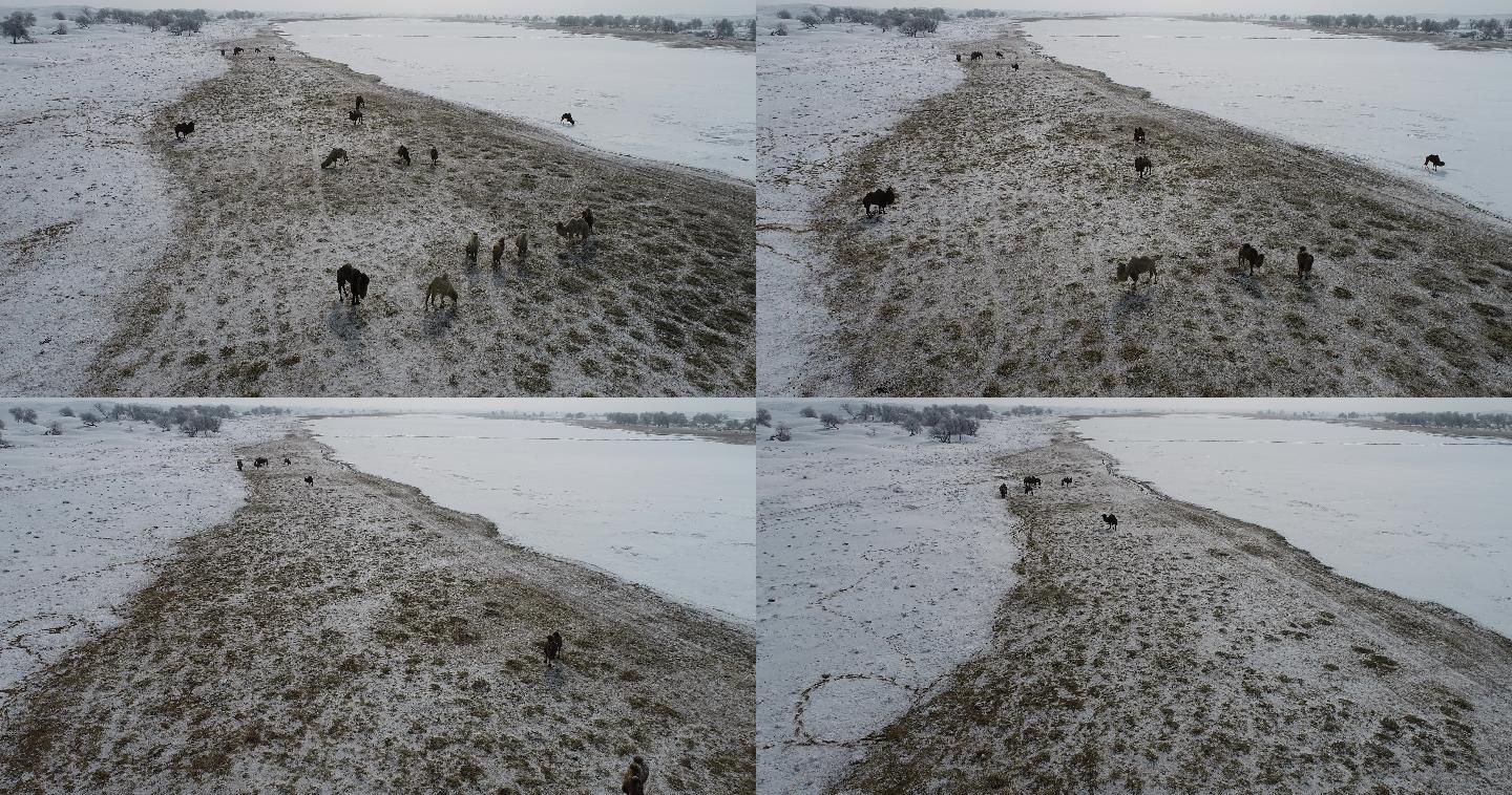 小天鹅湖雪中骆驼