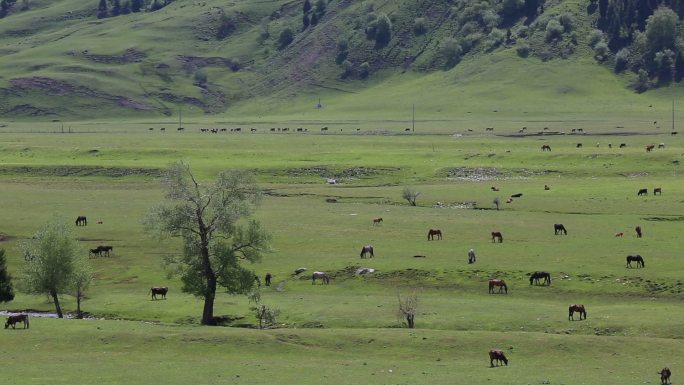新疆草原上的牲畜天山牧民牧草草场饲草