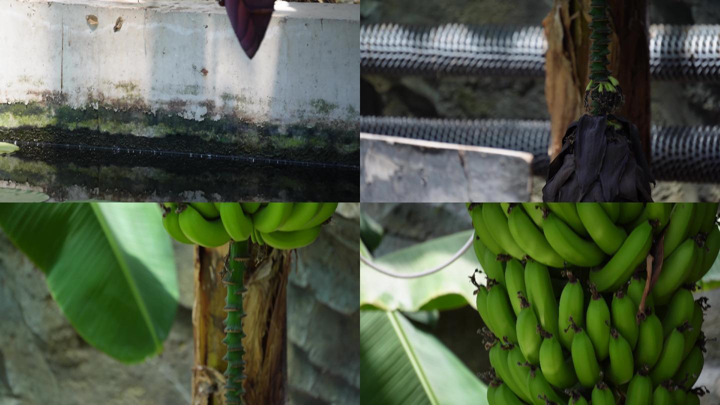 悬挂的香蕉芭蕉果实