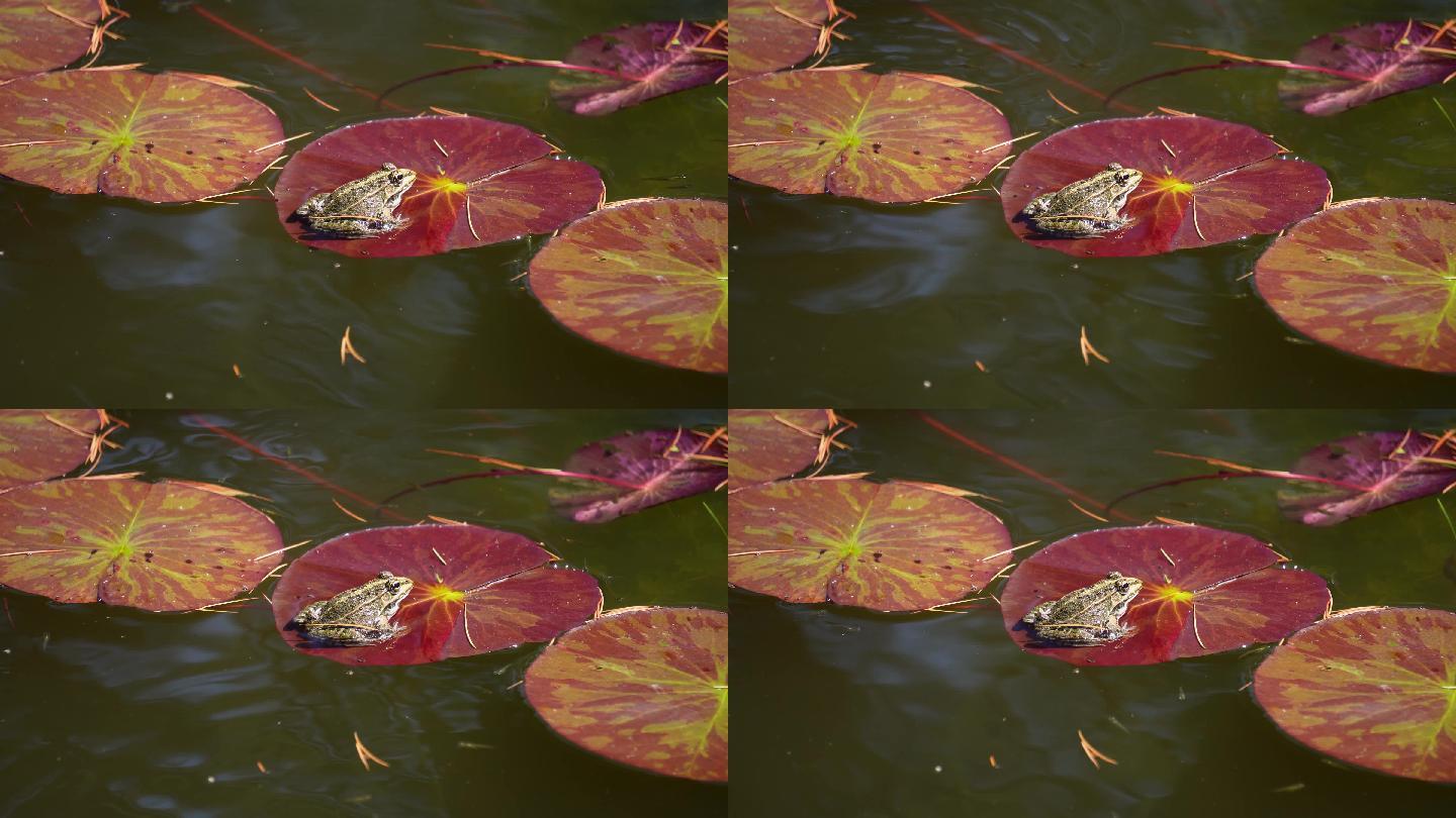 青蛙蛤蟆两栖动物池塘