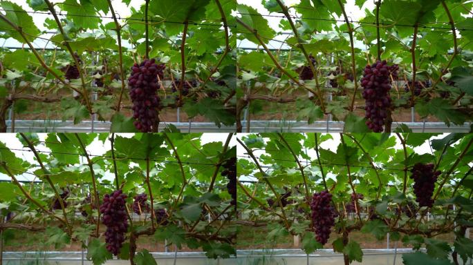 葡萄园葡萄种植葡萄C
