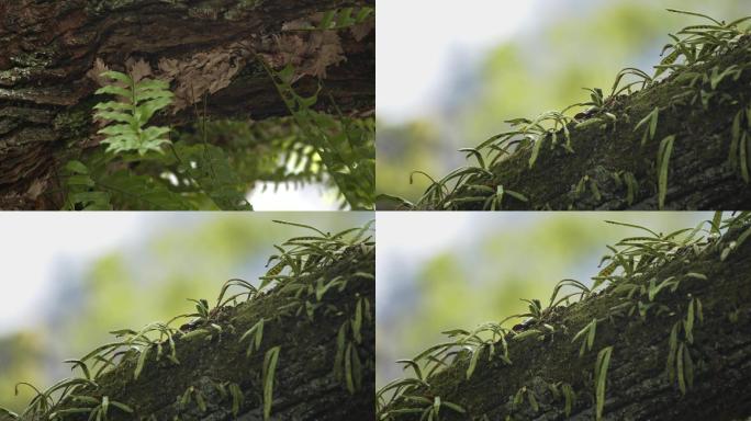 春天树上的蕨类植物