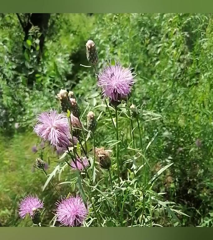 花卉昆虫