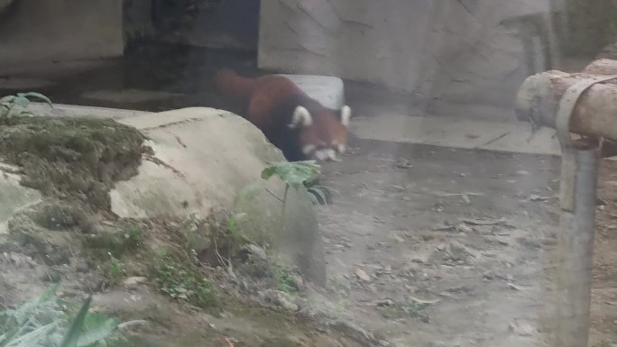 四川省成都市动物园小熊猫-02