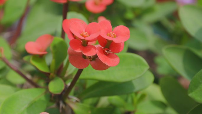 盆栽花朵 绿色植物 实拍