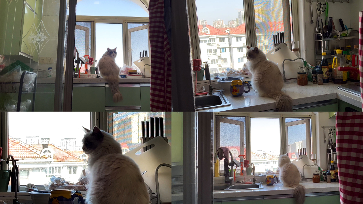 窗台上的猫 抑郁的猫 迷茫的猫